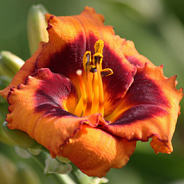 Лилейник гибридный Маделин Нетлз Айз