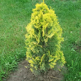 Туя западная Мария Туя западная Мария