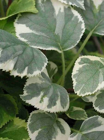 Гортензия длинночерешковая Take a chance