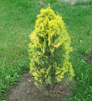 Туя западная Мария