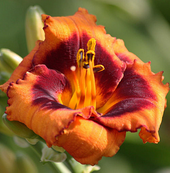 Лилейник гибридный Маделин Нетлз Айз Лилейник гибридный Маделин Нетлз Айз