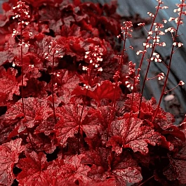 Гейхера Northern Exposure Red