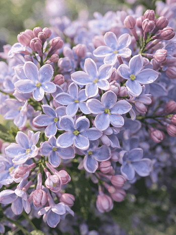 Сирень обыкновенная Тихая обитель