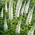 Вероника длиннолистная Schneeriesin