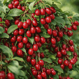 Лох многоцветковый