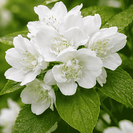 Чубушник Снежная буря