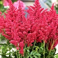 Астильба гибридная Raspberry