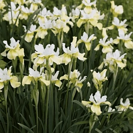 Ирис сибирский Butter and Sugar