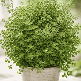 Эвкалипт Ганна Silver Tropfen