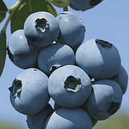 Голубика высокорослая Brigitta Blue