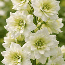 Дельфиниум  культурный Highlander Morning Sunrise