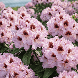 Рододендрон гибридный Pinguin