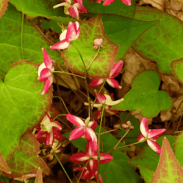 Горянка красная