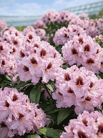 Рододендрон гибридный Pinguin