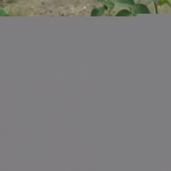 Роза английская парковая Гертруда Джекилл