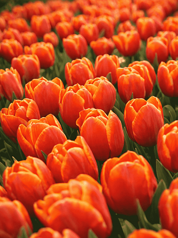 Тюльпан Verandi