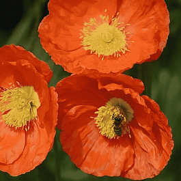 Мак Pop-up Orange