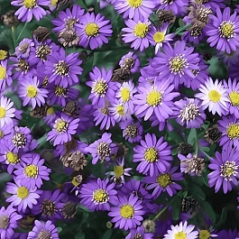 Астра агератовидная Ezo Murazaki