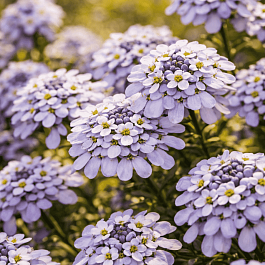 Иберис вечнозеленый Pink ice