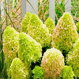 Гортензия метельчатая Little Lime ТОЛЬКО САМОВЫВОЗ