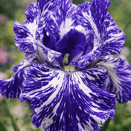 Ирис германский Batik