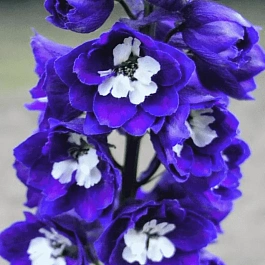 Дельфиниум  культурный M. F. Dark Blue with White Bee