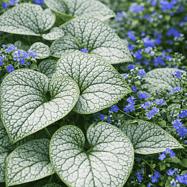 Бруннера крупнолистная Сильвер Вингс