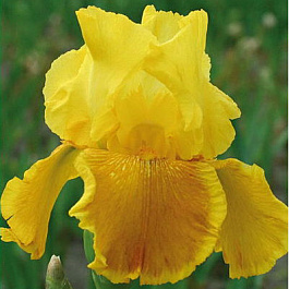 Ирис бородатый Раунд Тейбл