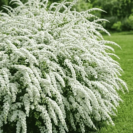 Спирея серая Grefsheim