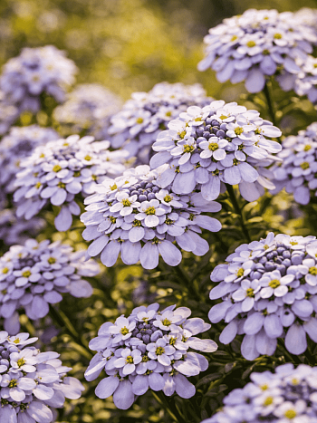 Иберис вечнозеленый Pink ice