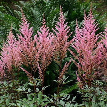 Астильба Арендса Эрика