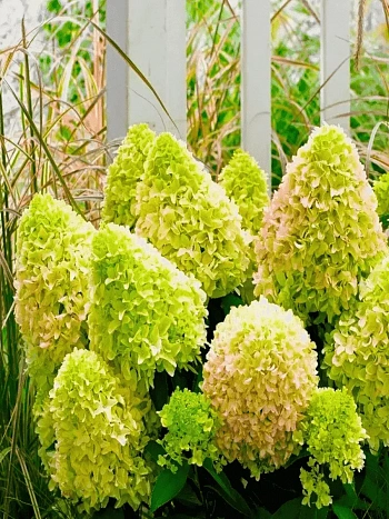 Гортензия метельчатая Little Lime ТОЛЬКО САМОВЫВОЗ