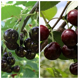 Дерево-сад (2-3х летка) черешня 2 сорта Ленинградская черная-Ревна