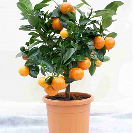 Мандарин домашний Calamondin