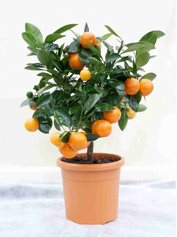 Мандарин домашний Calamondin