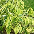 Клен ясенелистный Aureovariegata