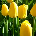 Тюльпан Yokohama