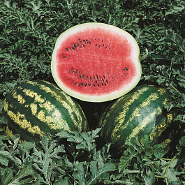 Арбуз Кримсон Премиум F1