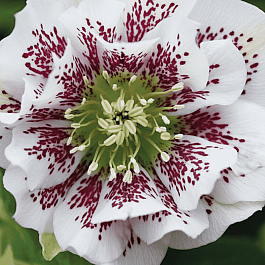 Морозник восточный White Spotted Double