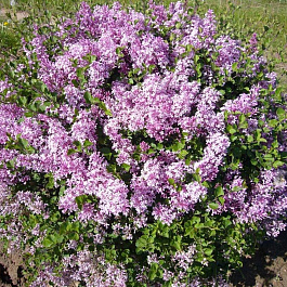 Сирень венгерская Сирень венгерская