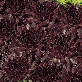 Молодило гибридное Noir