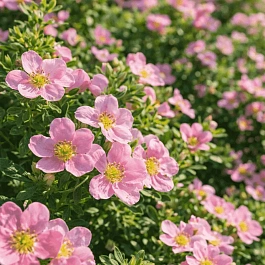 Лапчатка Pink Whisper