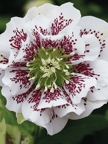 Морозник восточный White Spotted Double