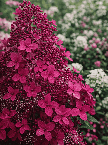 Гортензия метельчатая Wim’s Red