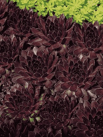 Молодило гибридное Noir