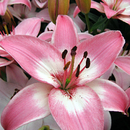 Лилия азиатская Вермеер