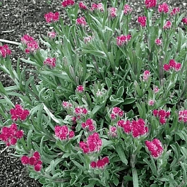 Антеннария двудомная Bright Red