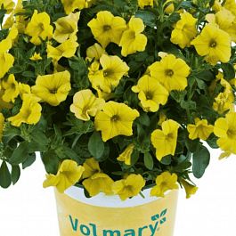 Калибрахоа Calipetite Yellow