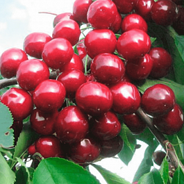 Черешня Валерий Чкалов