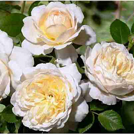 Роза Crocus Rose